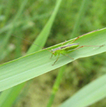 Sauterelle immature (stade larvaire)